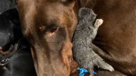 Photos Of Doberman Pinscher Dog Who Nurses Kitten Will Melt Your Heart