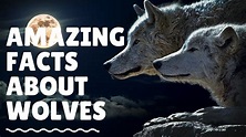 30 Interesting Facts About Wolves - Amazing Facts About Wolves - YouTube