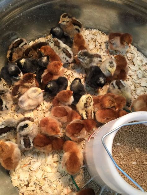 How To Raise Baby Chicks For Beginners In Baby Chicks Raising Baby Chicks Way To Make Money