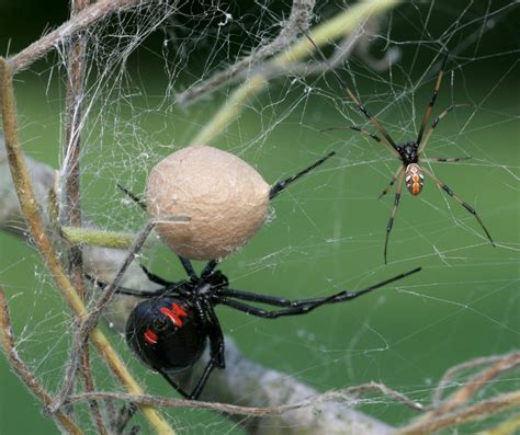 Black Widow Spider Drive Bye Pest Exterminators