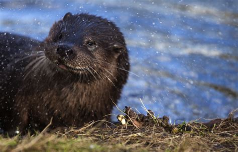 Wild Otter Ian Ward Flickr