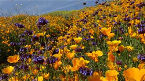 The Best Of Californias Wildflower Bloom 2019 Youtube