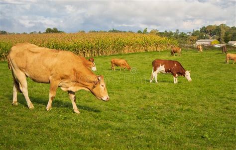 Grazing Cows In The Meadow With Corn Field On Background Brown Cow