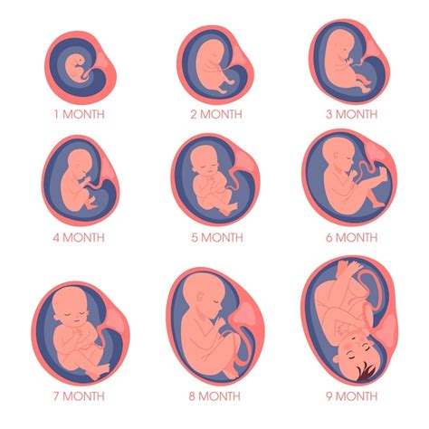 Embryo Im Mutterleib Gesetzt Fetale Entwicklung Und Wachstum Während
