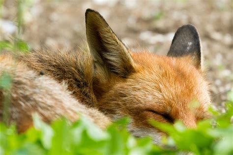 Sleeping Fox Photo Special Everything Is Permuted