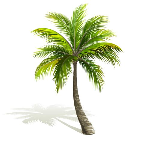 Realistic Palm Tree Illustration Vectors 02 Free Download
