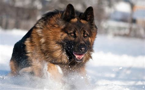 German Shepard Dog Winter Snow Hd Wallpaper Pxfuel