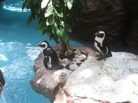 Those Adorable Penguins Again Picture Of Dallas World Aquarium