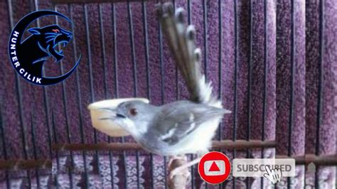 You can download free mp3 as a separate song and download a music collection from any artist, which of course will save you a lot of time. SUARA PIKAT DAN MASTERAN BURUNG CIBLEK KRISTAL Mp3 - YouTube