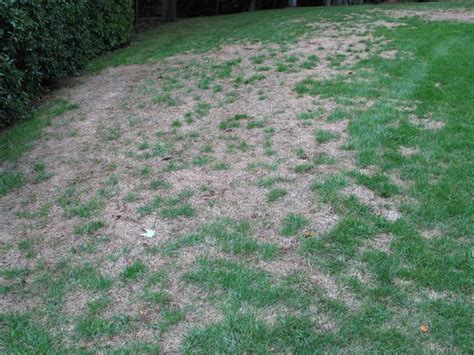Is This Grub Damage Lawn Care Forum