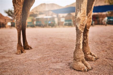 Camel Hoof Stock Photos Pictures And Royalty Free Images Istock