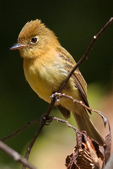 Bird Guide Costa Rica 2012 Trip Report Part 1