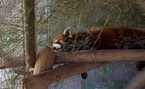 Rescued Red Pandas Jackie Chan And Bruce Lee Find A New Home In Laos