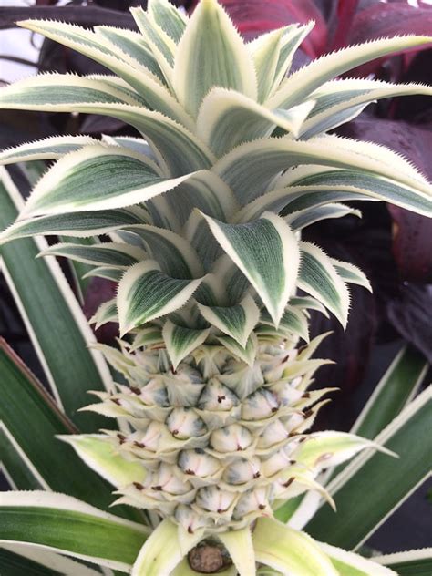 Costa Rica Variegated Pineapple Plant Ananas Cosomus Monster Blooms