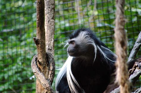 New Baby Monkey Is Greenville Zoos First Birth Of 2018 Greenville