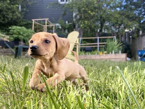 My 8 Week Old Miniature Dachshund Raww