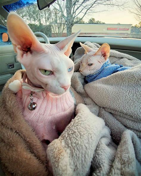 Alien Sphynx Cat Has Different Colored Eyes