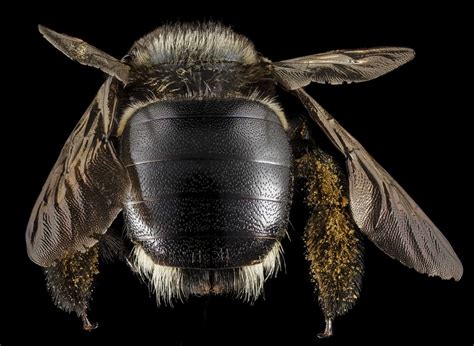 Carpenter Bees Large Bees Of Georgia