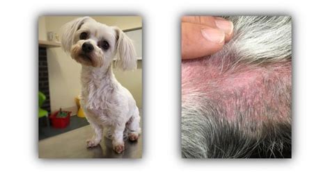 Itchy Dogs Coconut Oil Dogs Skin Coconut Oil For Fleas Coconut Oil