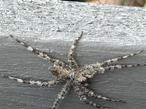 Spiders In Ohio Species And Pictures