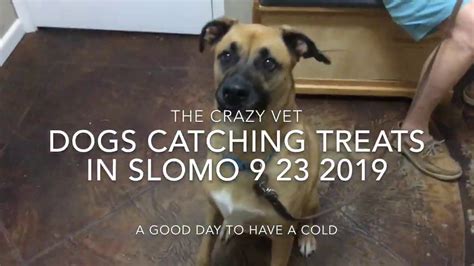 Dogs Catching Treats In Slomo 9 23 2019 Youtube