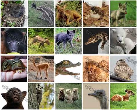 The object of the game is to figure what. 100 Pics Baby Animals Level 41 - 60 Answers | 4 Pics 1 ...