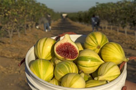 Figs feature a variety of nutrients in a nice, pretty package. Fresh figs - one of summer's most fleeting pleasures, with ...