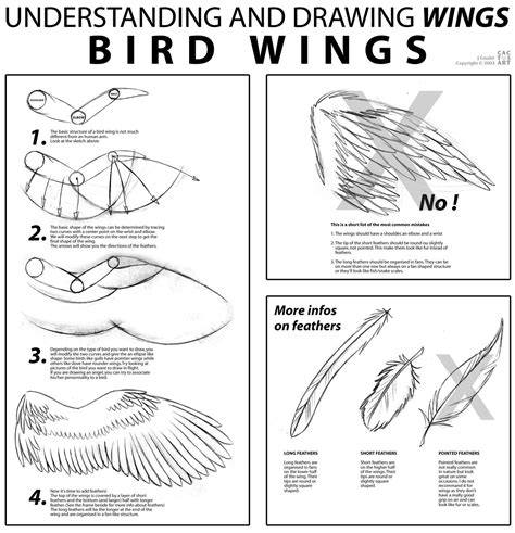 Https://tommynaija.com/draw/how To Draw A Bird Wing Step By Step