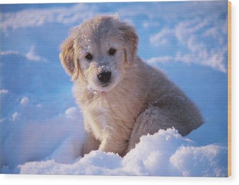 Golden Retriever Puppy Seated In Snow Photograph By Stan Fellerman