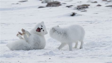 Funny Wild Animals Playing In Snow Top Funny Animals