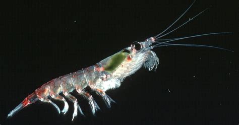 Krill Found In Antarcticas Icy Depths