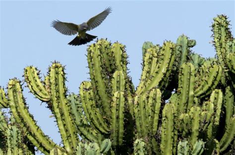 El Millonario Negocio Del Tráfico Ilegal De Los Cactus Más Codiciados