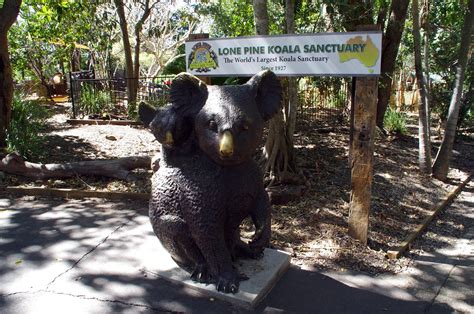 Petting Kangaroos And Cuddling Koalas At Lone Pine Koala Sanctuary