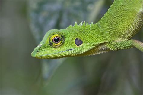 Cute Little Green Lizard Fm Forums