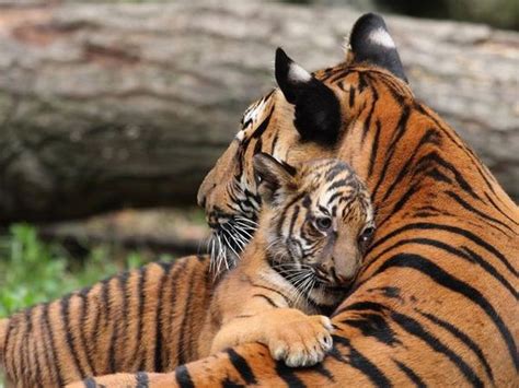 Animal Parents With Their New Born Babies In The Wild Barnorama