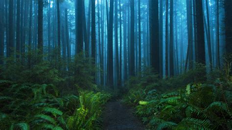 First Light In Foggy Rainforest Olympic Np Oc Garretgetsaround R