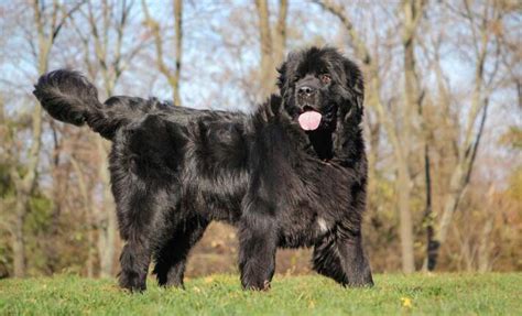 10 Giant Dog Breeds Over 100 Pounds Nylabone