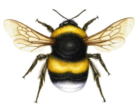 Bumble Bee Illustration