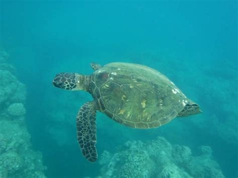 The Best Beaches To Swim With A Sea Turtles On Oahu Hawaii Virily