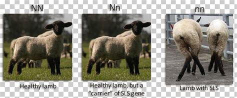 suffolk sheep spider lamb syndrome disease carney complex png clipart agriculture breed