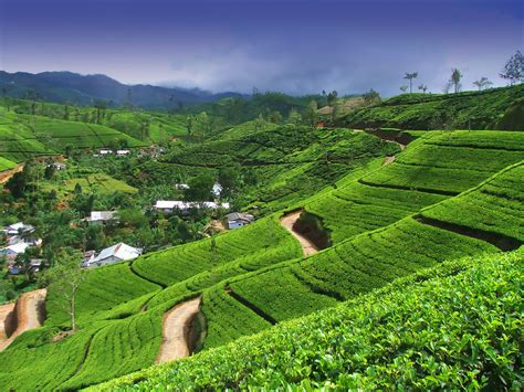 Tea And Samuarai Ceylon Tea Plantation Sri Lanka Hotel Guide