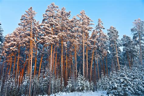 Winter Forest Trees 4k Wallpaper