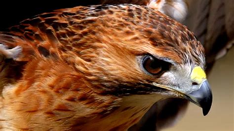 Red Tailed Hawk Wallpapers Wallpaper Cave