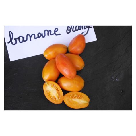 Semences De Tomates Banane Orange Fruit Allongé Jaune Orangé Bio