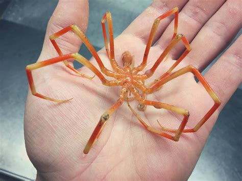 9 Deep Sea Creatures That Are Fking Terrifying Wtf