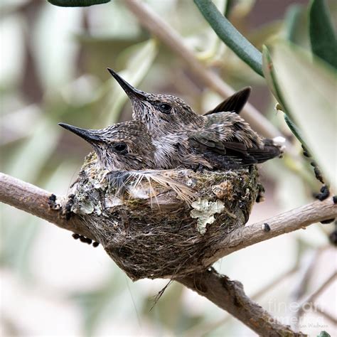 Baby Hummingbirds Outgrowing Their Nest Photograph By Susan Wiedmann