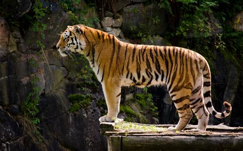 Tiger Hd Wallpaper Background Image 2880x1800 Id421910