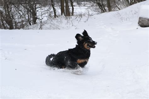 It's also now likely the most viewed oscar. Pes v zime? Žiadny problém. / Veterinárna ambulancia ...