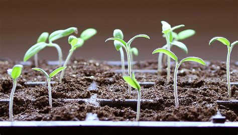 Check spelling or type a new query. Seed-Starting FAQs - How to Start Seeds | Gardener's Supply