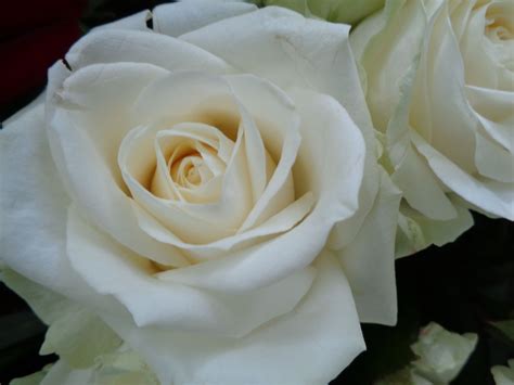 White Rose White Roses Pretty Roses Rose
